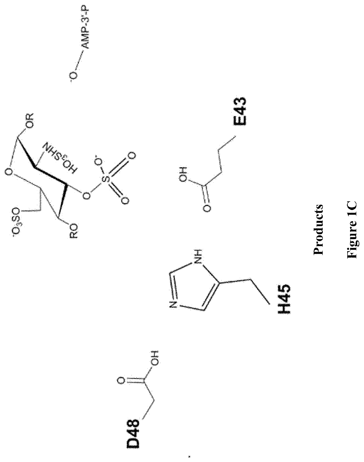 Methods for synthesizing anticoagulant polysaccharides