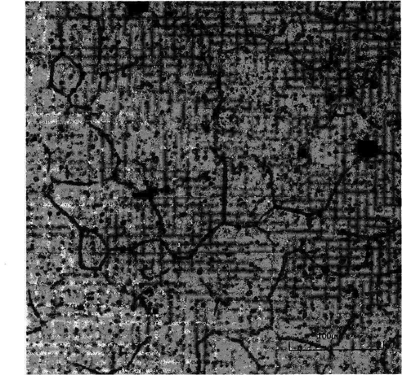 Wrought magnesium alloy and preparation method thereof