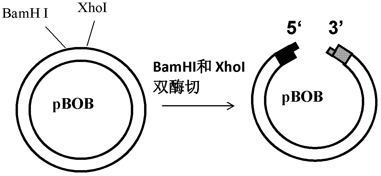 Method for cloning deoxyribonucleic acid (DNA)