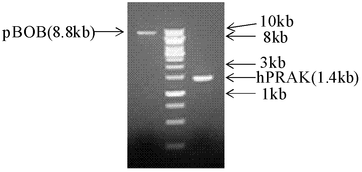 Method for cloning deoxyribonucleic acid (DNA)