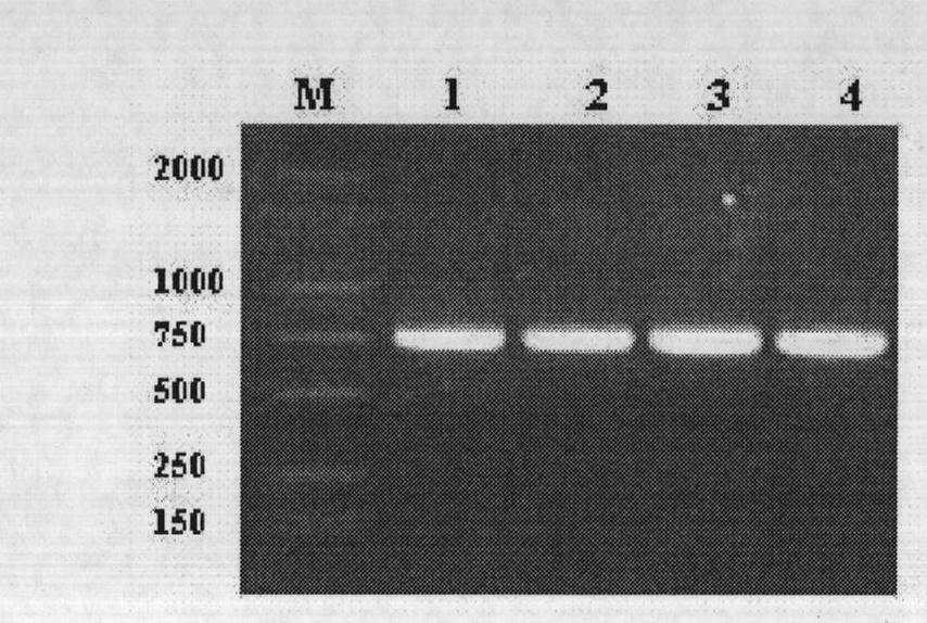 Enterotoxin C2 superantigen mutant proteins, and coding gene and preparation and application thereof