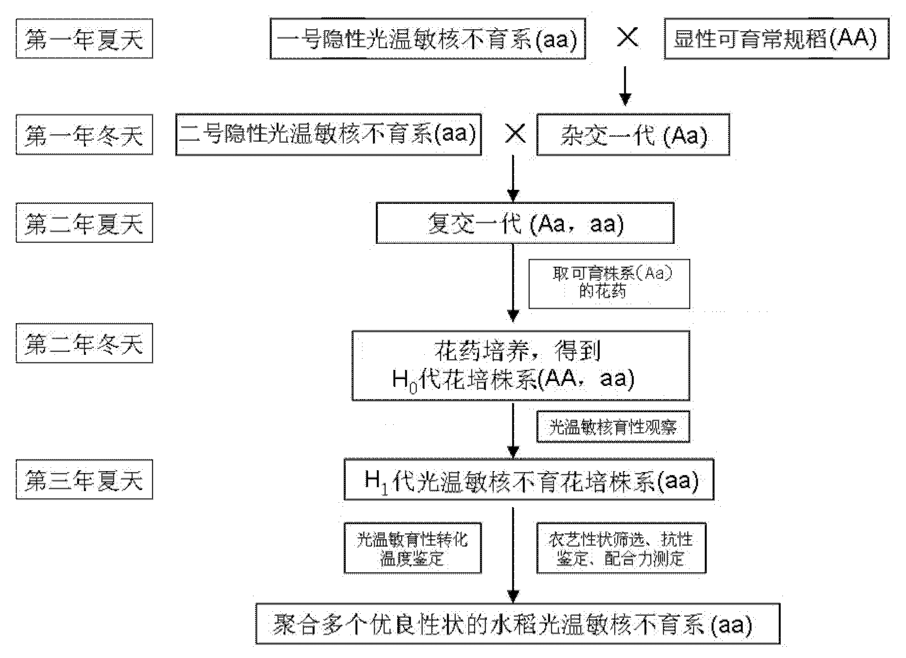 Method for quickly breeding high-quality multi-resistant rice photo-thermo-sensitive nucleic male sterile line