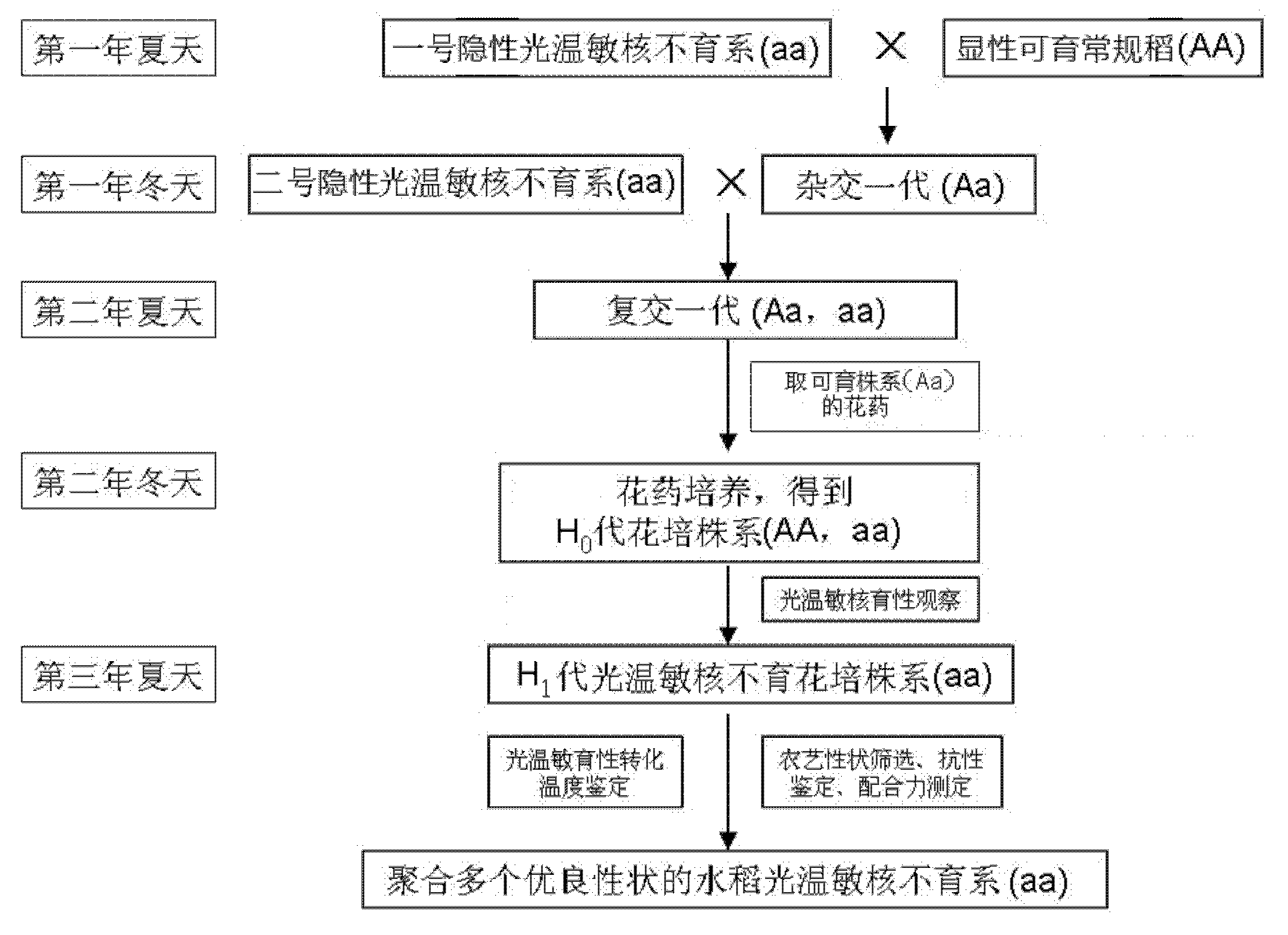 Method for quickly breeding high-quality multi-resistant rice photo-thermo-sensitive nucleic male sterile line