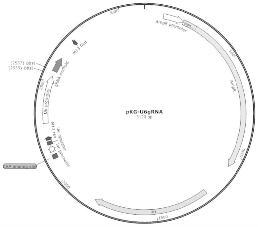 CRISPR/Cas9 system and application thereof in construction of swine-derived recombinant cells for resisting amyotrophy protein gene defects