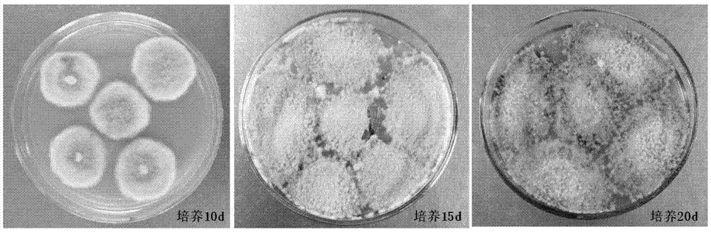 Method of inducing hymphomycetes to spore