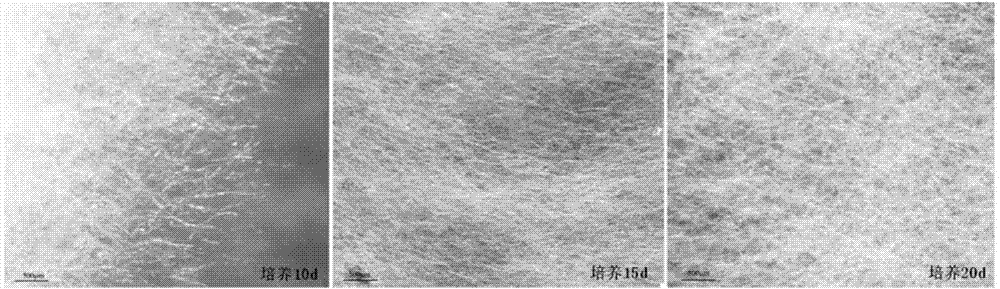 Method of inducing hymphomycetes to spore