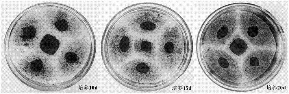 Method of inducing hymphomycetes to spore