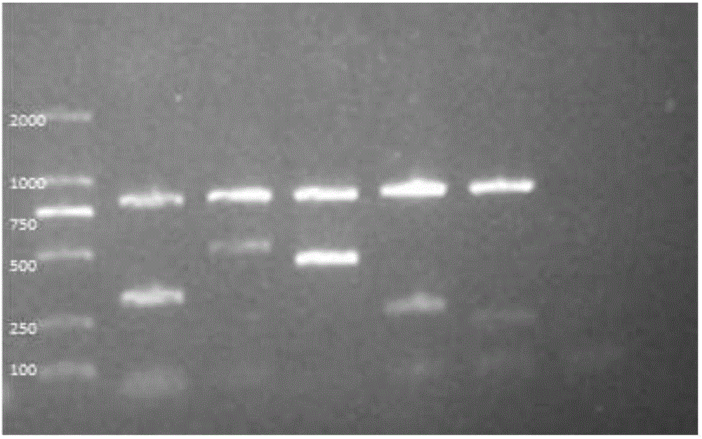 Campylobacteria sixtuple PCR detection kit