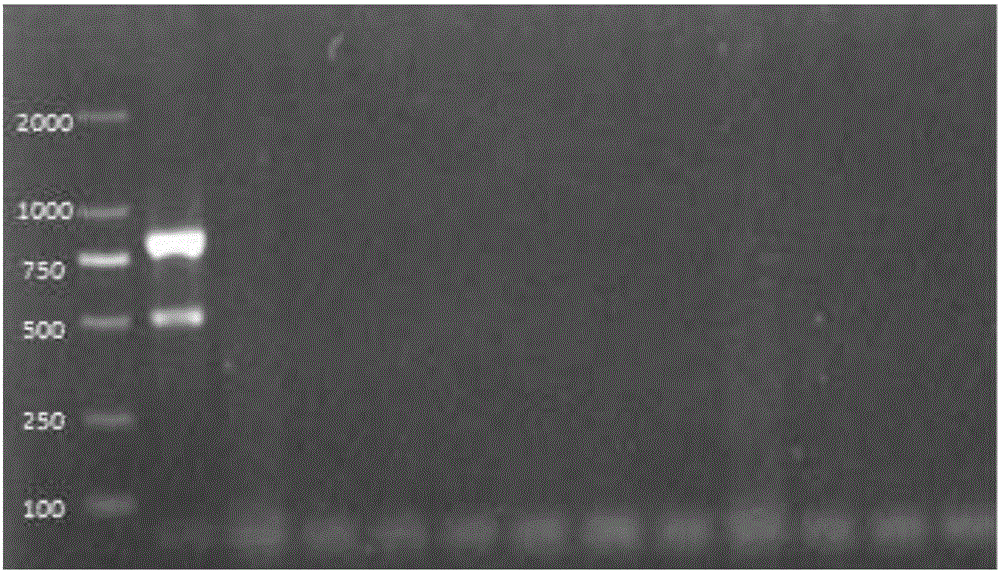 Campylobacteria sixtuple PCR detection kit