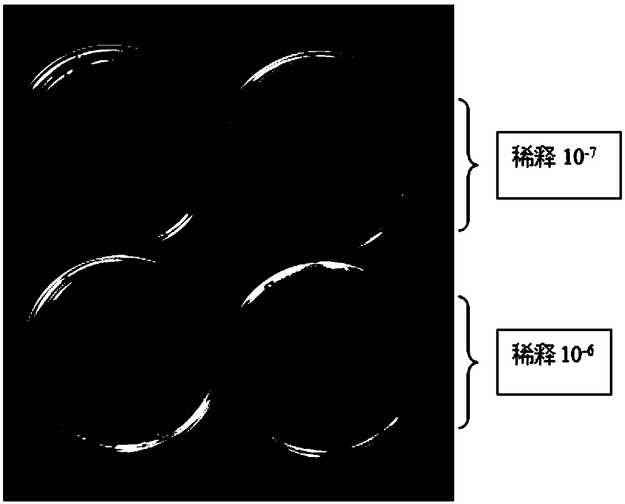 Culture medium, culture method and application of avian pasteurella multocida