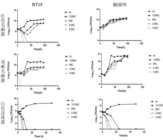 Application of evodiamine derivative in preparation of medicine for treating superficial fungal infection