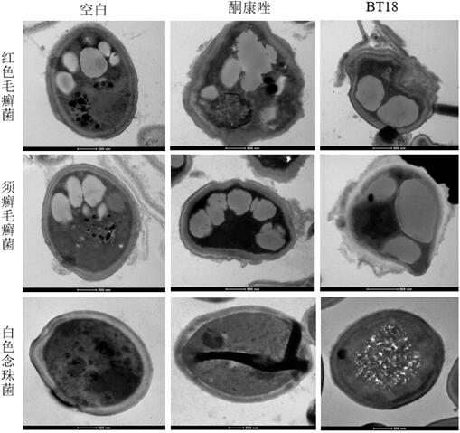 Application of evodiamine derivative in preparation of medicine for treating superficial fungal infection