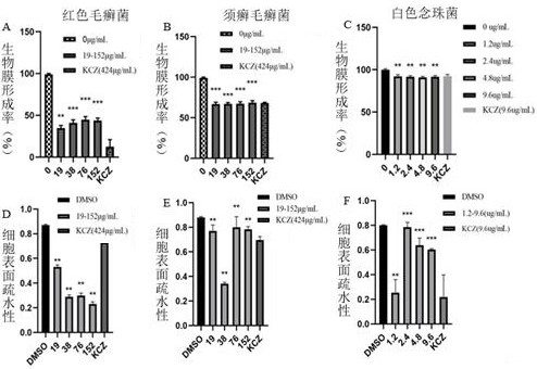 Application of evodiamine derivative in preparation of medicine for treating superficial fungal infection