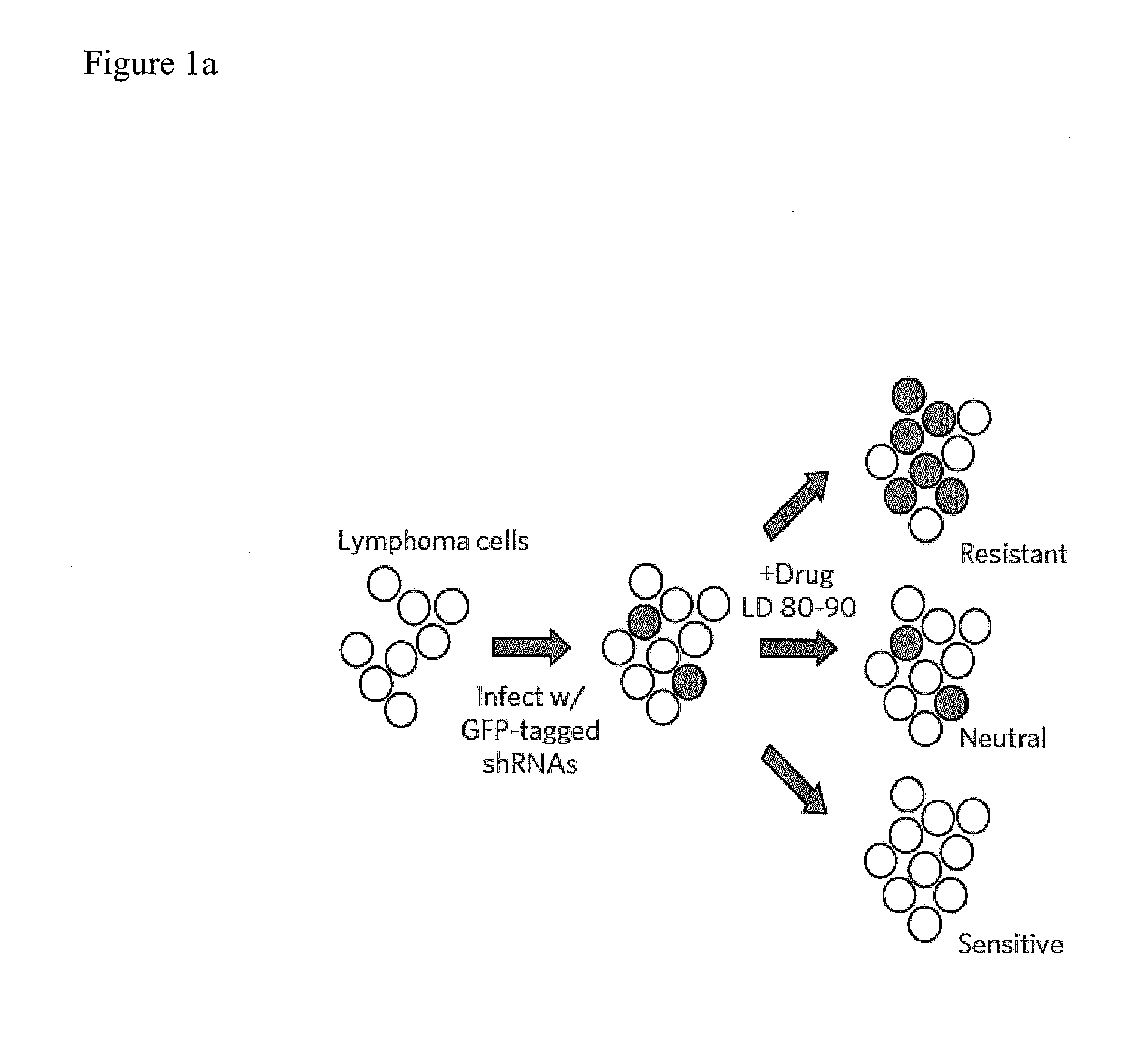 RNAi-Based Method of Drug Screening and Characterization