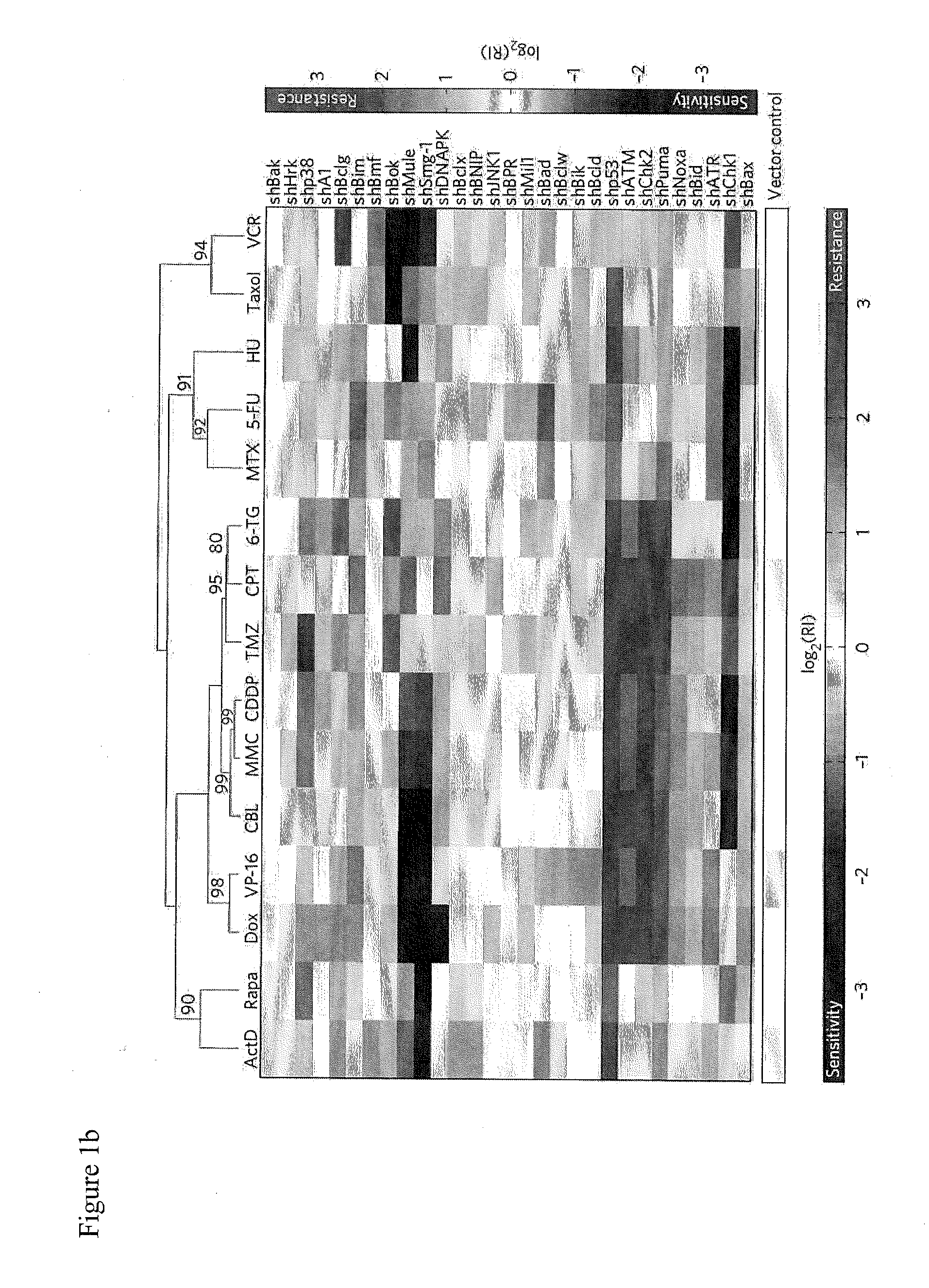 RNAi-Based Method of Drug Screening and Characterization