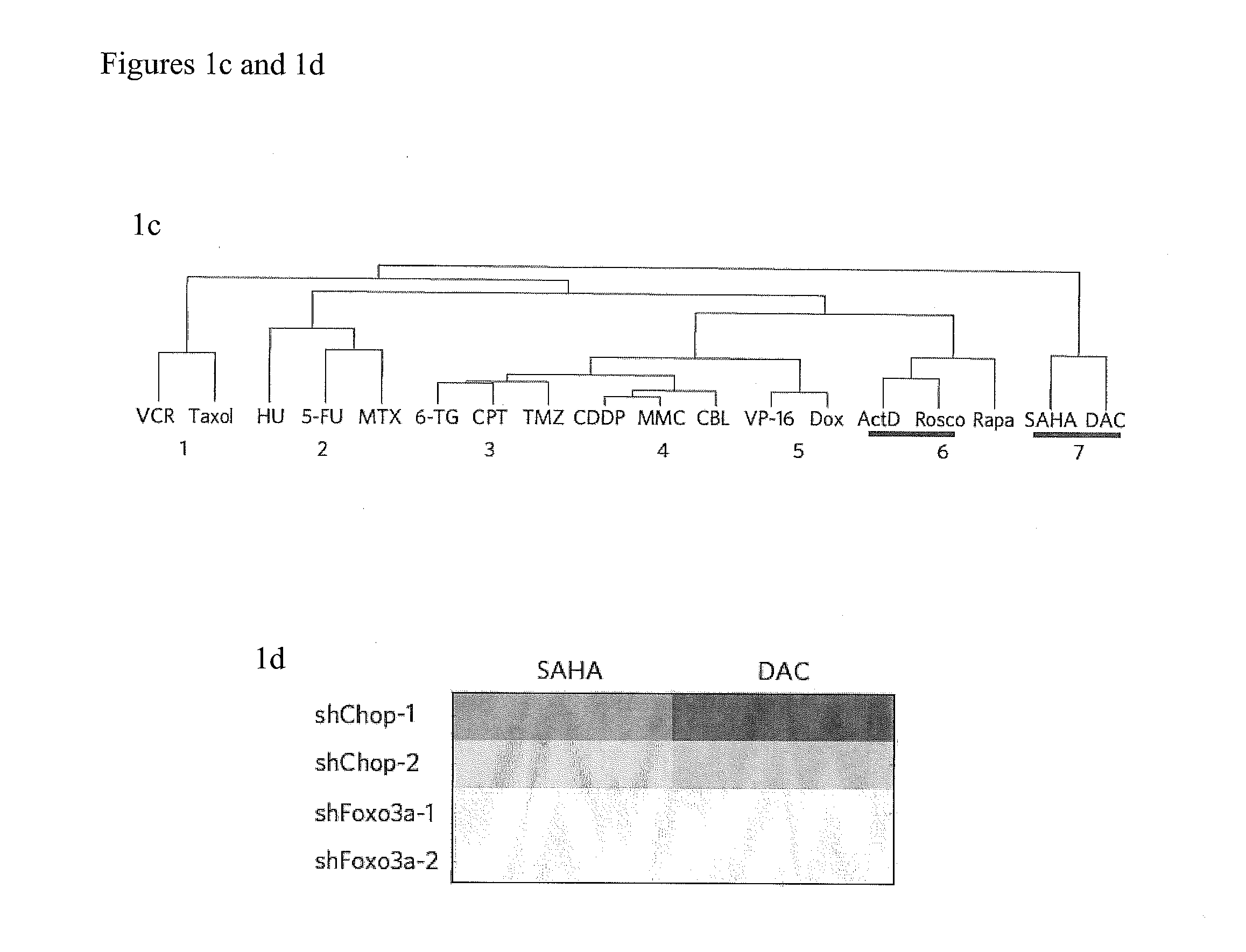 RNAi-Based Method of Drug Screening and Characterization