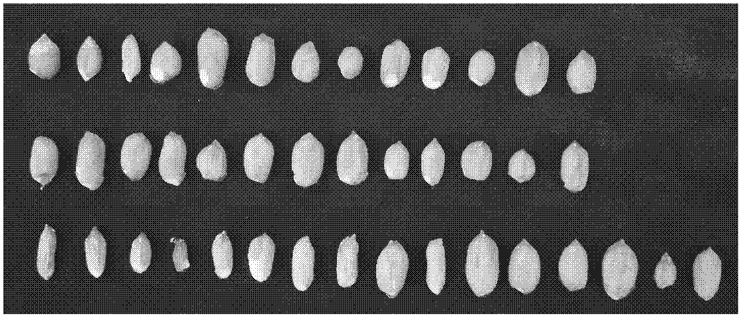 Method for quickly obtaining interspecific hybrids of incompatible wide species and cultivated species of peanuts