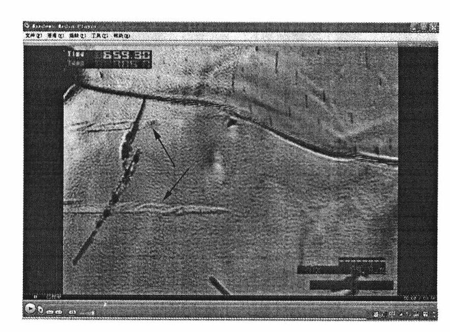 Method for observing transformation surface relief of eutectoid steel pearlite by confocal laser microscope