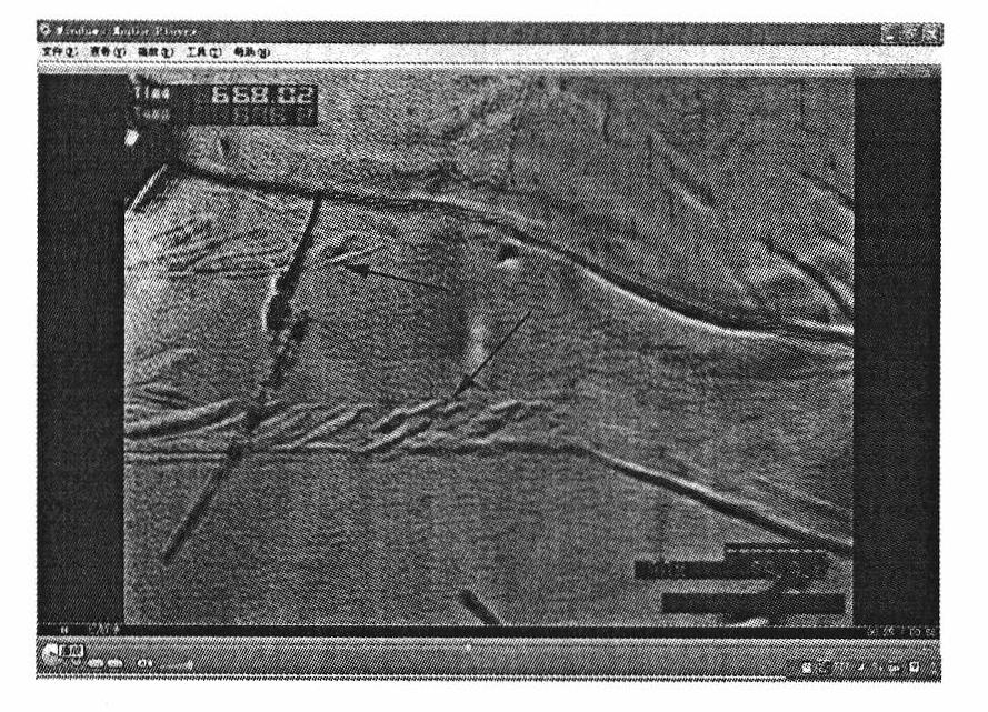 Method for observing transformation surface relief of eutectoid steel pearlite by confocal laser microscope