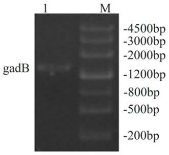 Glutamate decarboxylase mutants with improved thermostability and their applications