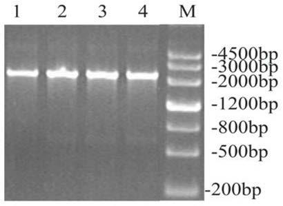 Glutamate decarboxylase mutants with improved thermostability and their applications