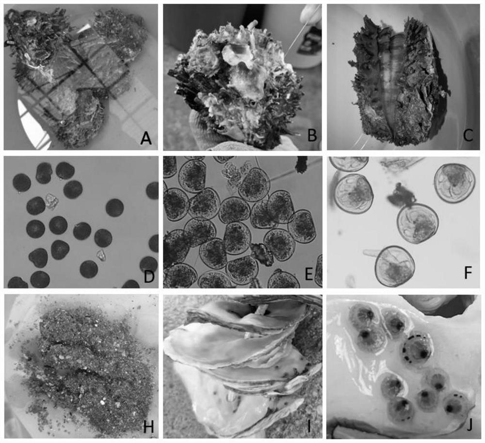 Artificial breeding method of sea cauda