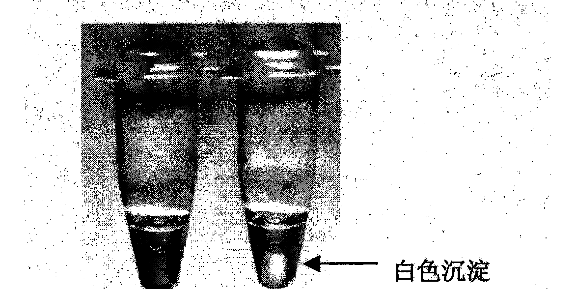 Reagent kit and method for detecting bacillus cereus with loop mediated isothermality amplification method