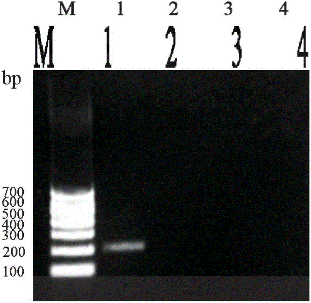 PCR (Polymerase Chain Reaction) assay kit for rana boulenger guenther-infecting staphylococcus aureus and assay method