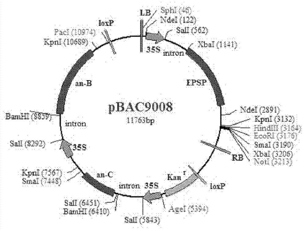 Plant transgenic visual tracking expression system and application thereof