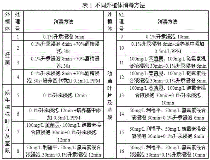 Tissue culture disinfection and sterilization formula of ormosia henryi prain and tissue culture method of ormosia henryi prain