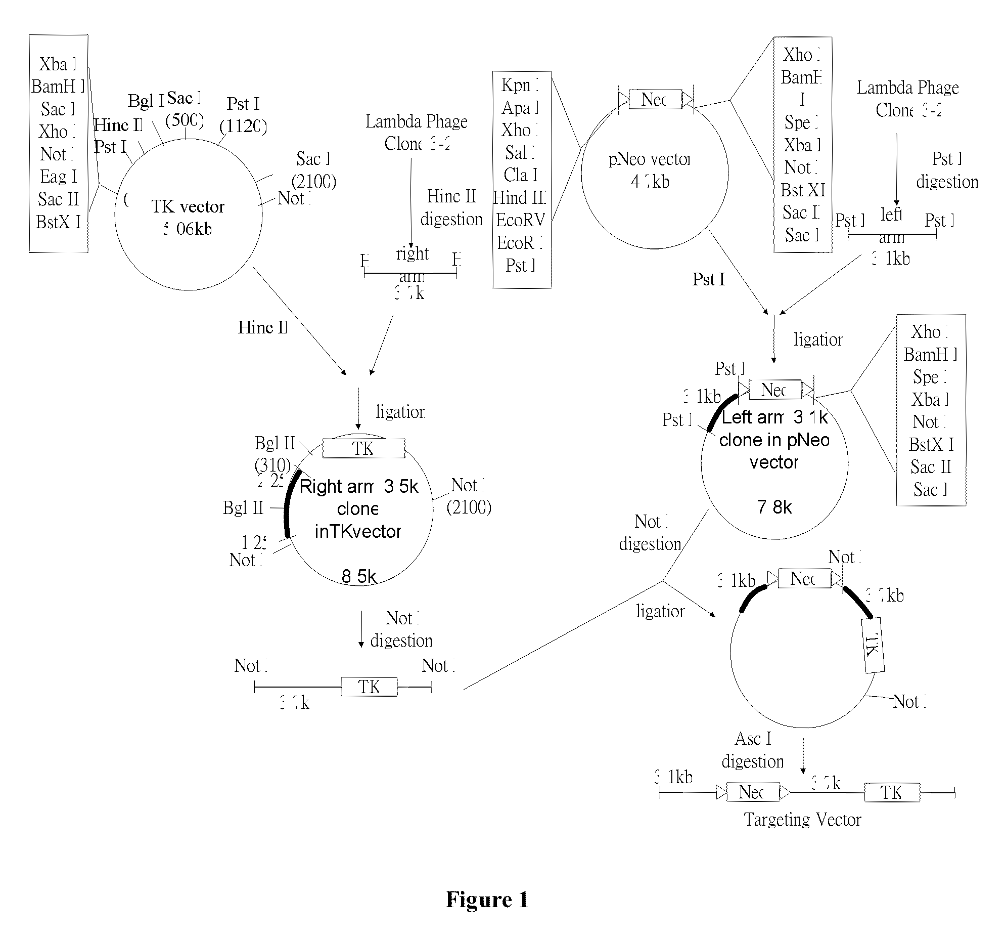 Glycine N-methyltransferase (GNMT) Animal model and use thereof