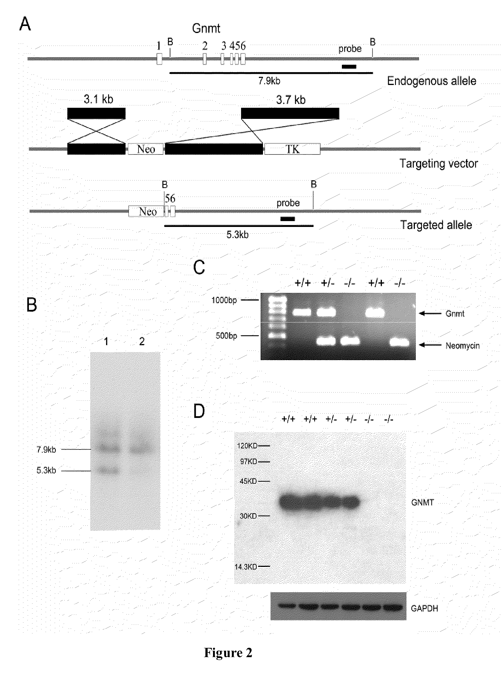 Glycine N-methyltransferase (GNMT) Animal model and use thereof