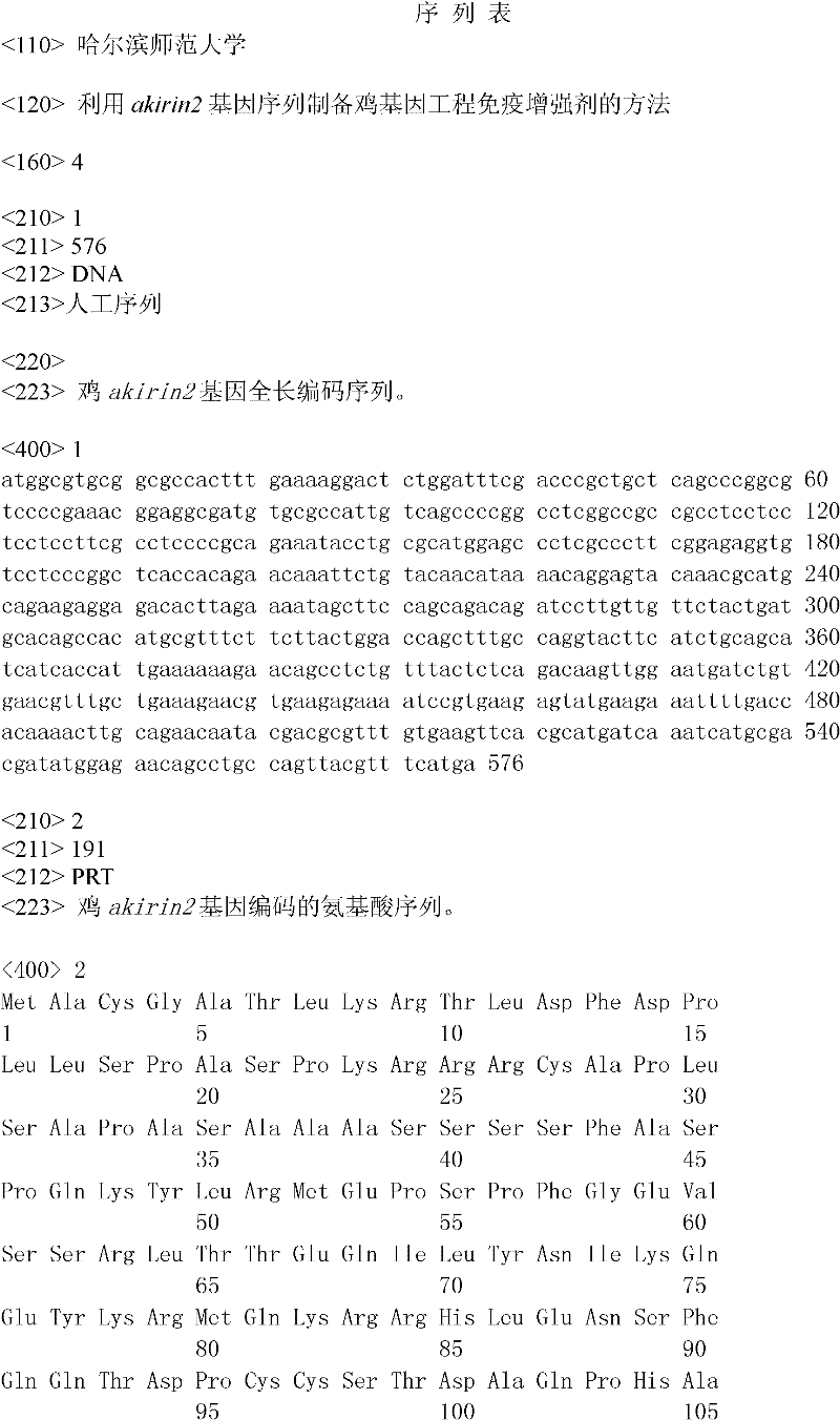 Method for preparing chicken genetic engineering immunopotentiator by akirin2 gene sequence