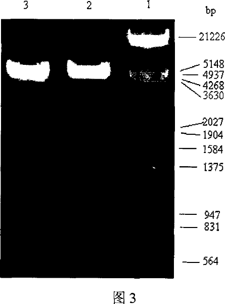 Rebuild golden staphylococcus enterotoxin N and preparation and application thereof