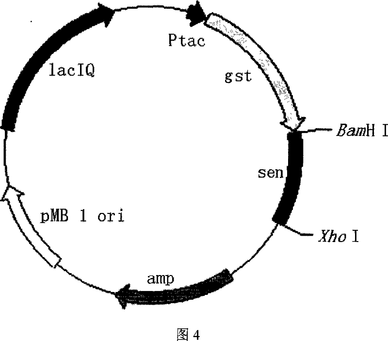 Rebuild golden staphylococcus enterotoxin N and preparation and application thereof