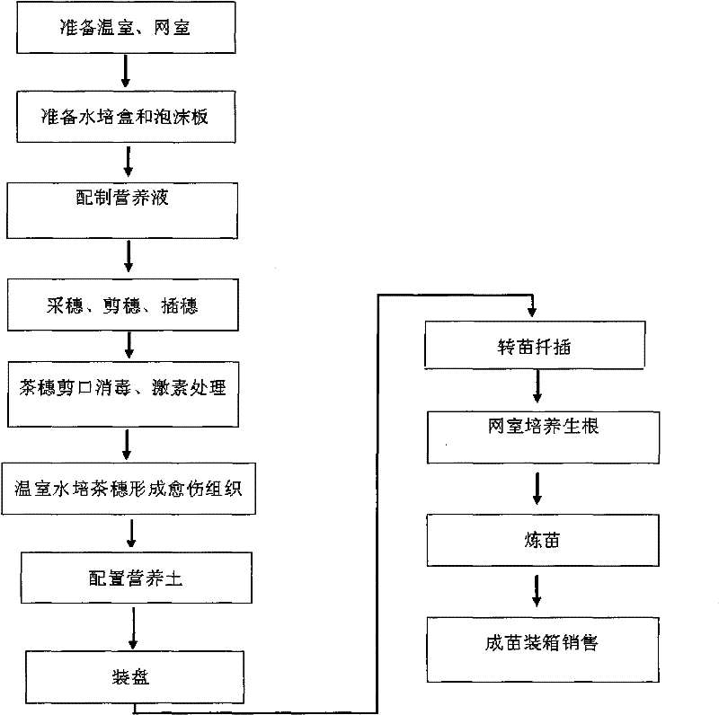 Industrial fast breeding method for white tea