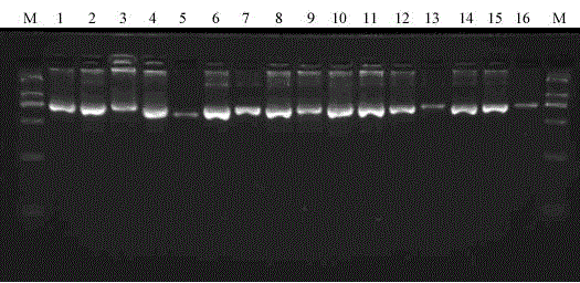 Primer group and method for rapidly identifying influenza A virus subtypes through combination of DNA barcodes and second-generation high-throughput sequencing