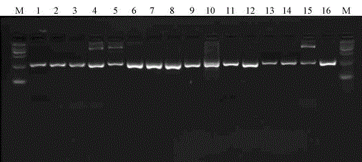 Primer group and method for rapidly identifying influenza A virus subtypes through combination of DNA barcodes and second-generation high-throughput sequencing