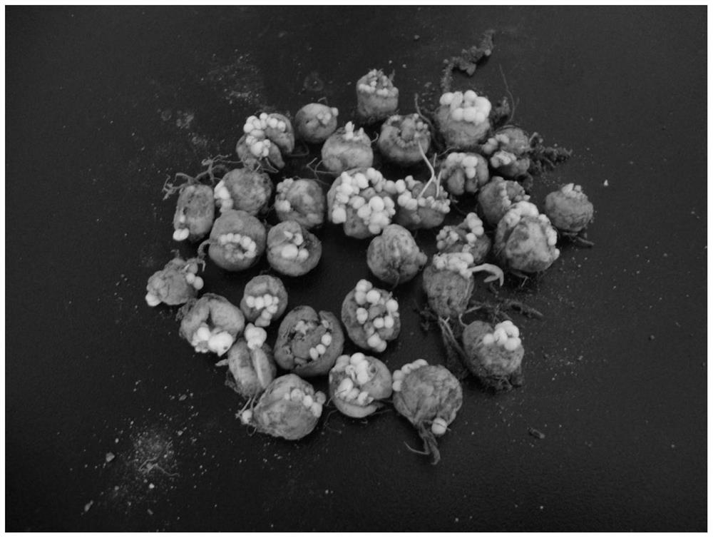 Inducer for promoting vegetative propagation of plants and application thereof