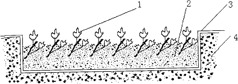 Factory culturing method for sweet potato seedlings with roots and tops