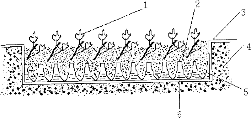 Factory culturing method for sweet potato seedlings with roots and tops