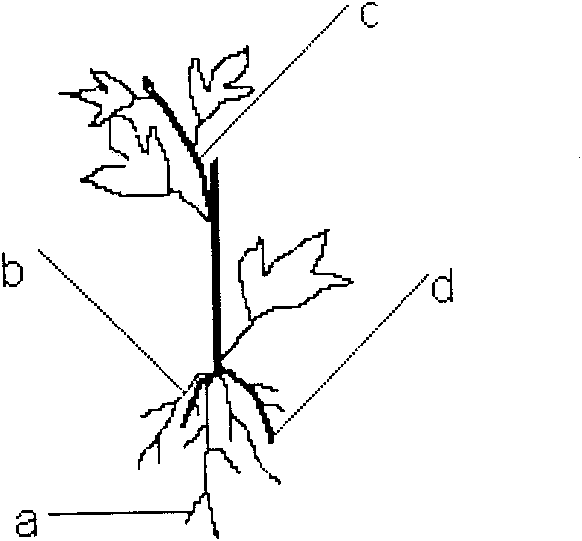 Factory culturing method for sweet potato seedlings with roots and tops