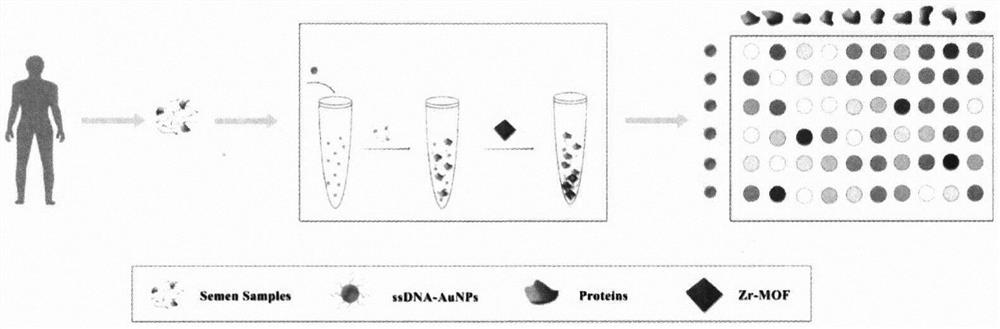 Preparation method and application of a zirconium-based metal-organic framework colorimetric array sensor