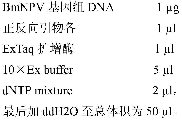 Method for expressing antimicrobial peptide apidaecin and preparing antimicrobial peptide apidaecin using Escherichia coli