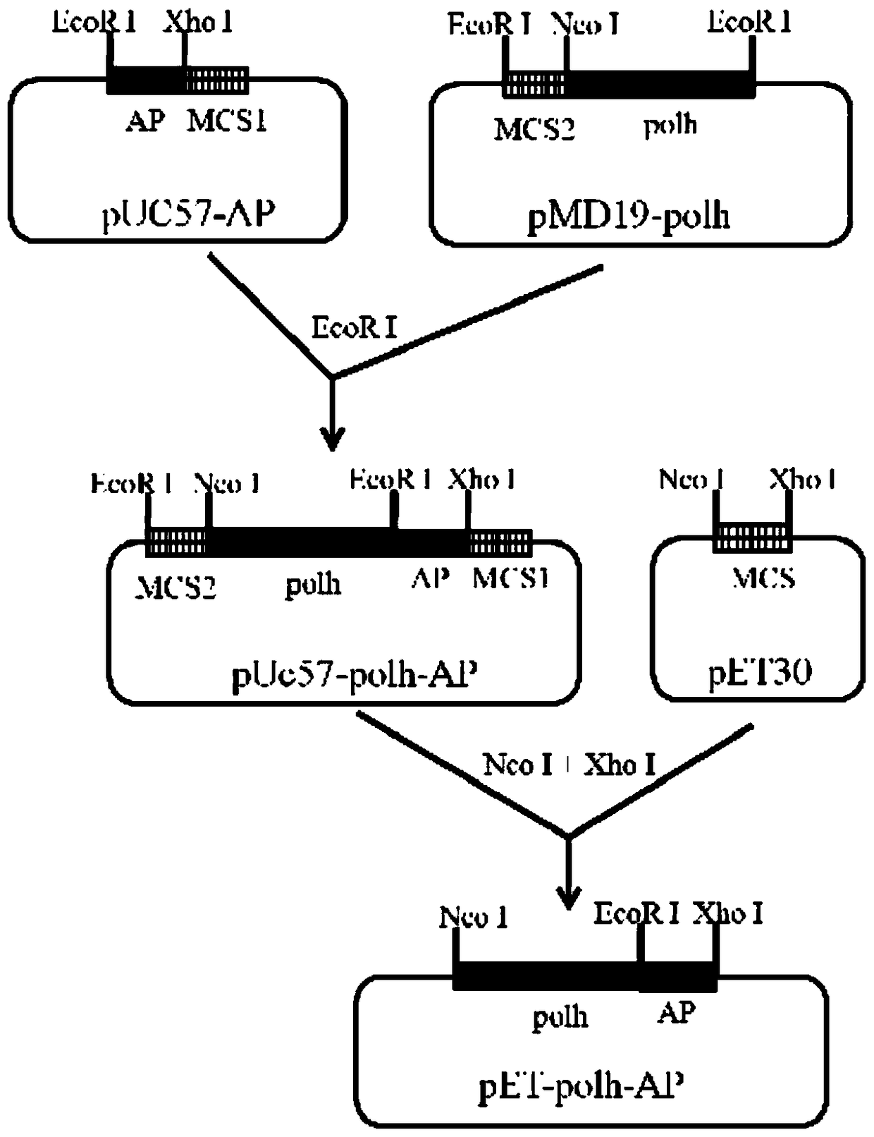 Method for expressing antimicrobial peptide apidaecin and preparing antimicrobial peptide apidaecin using Escherichia coli