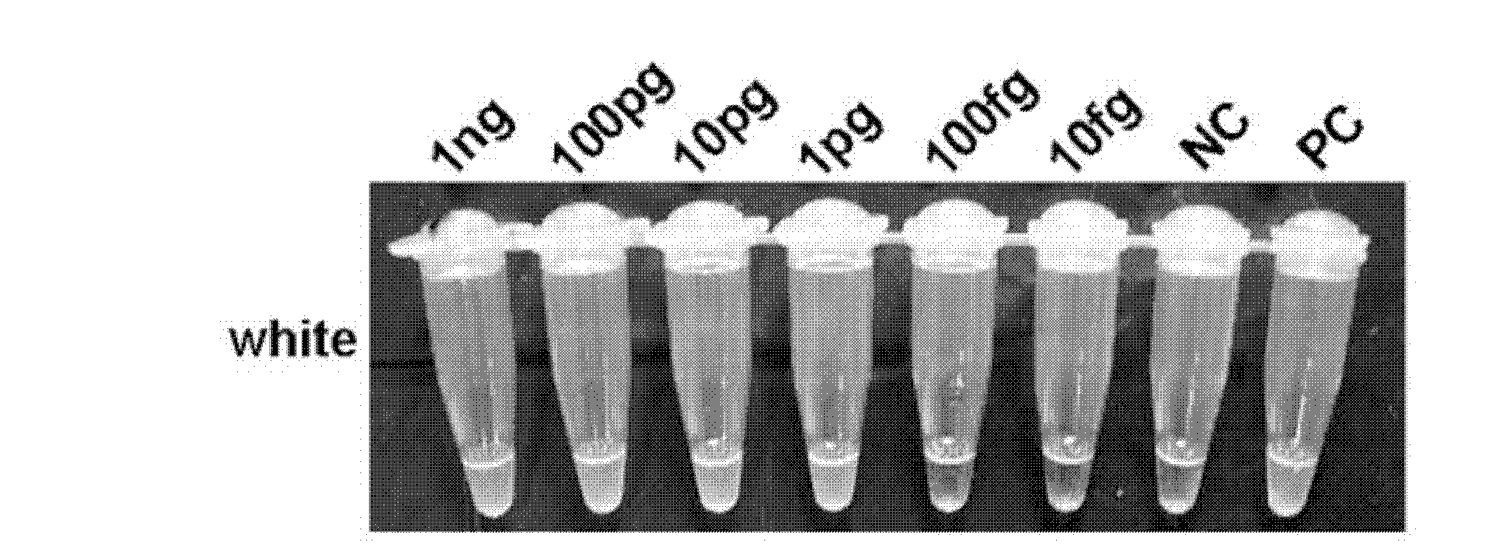 Isothermal nucleic acid amplification technique based kit for diagnosis of tuberculosis