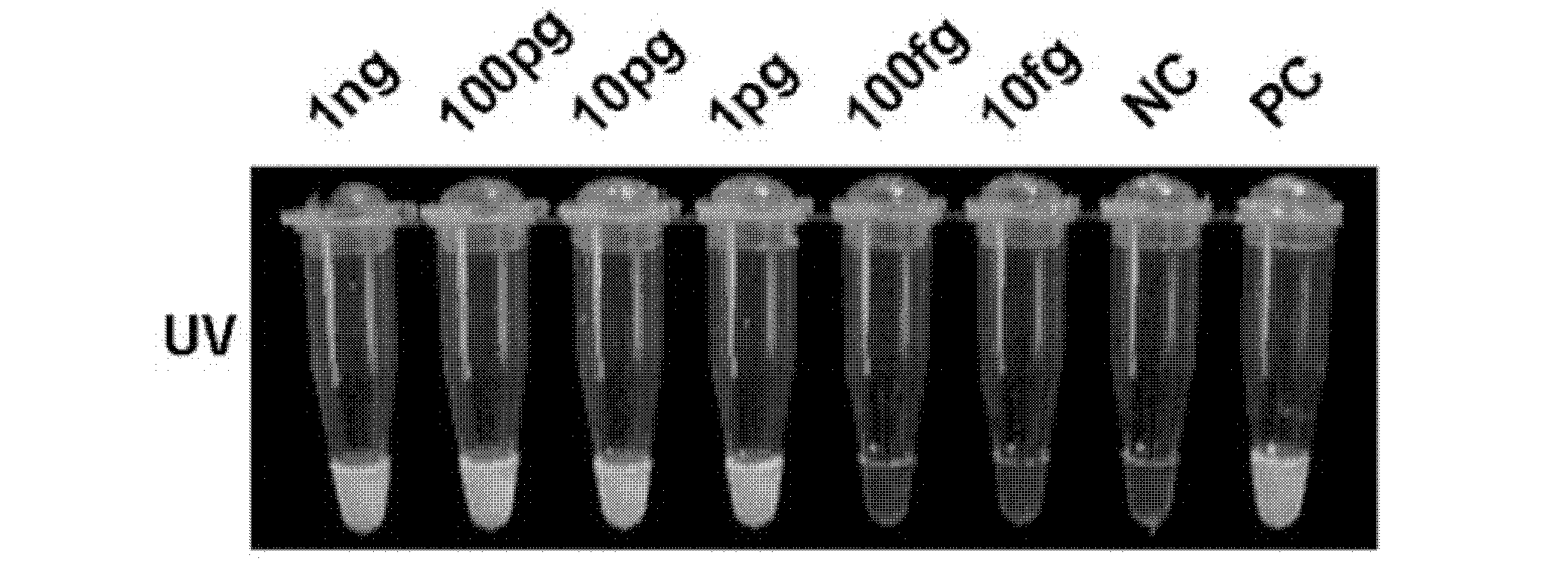 Isothermal nucleic acid amplification technique based kit for diagnosis of tuberculosis