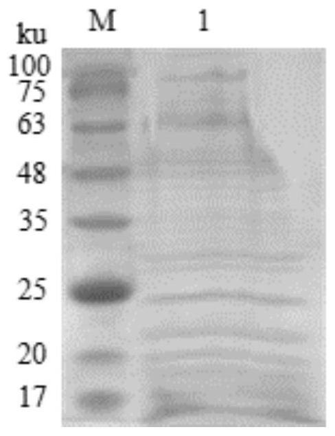 Proteus mirabilis antigen identification and application thereof in detection of proteus infection