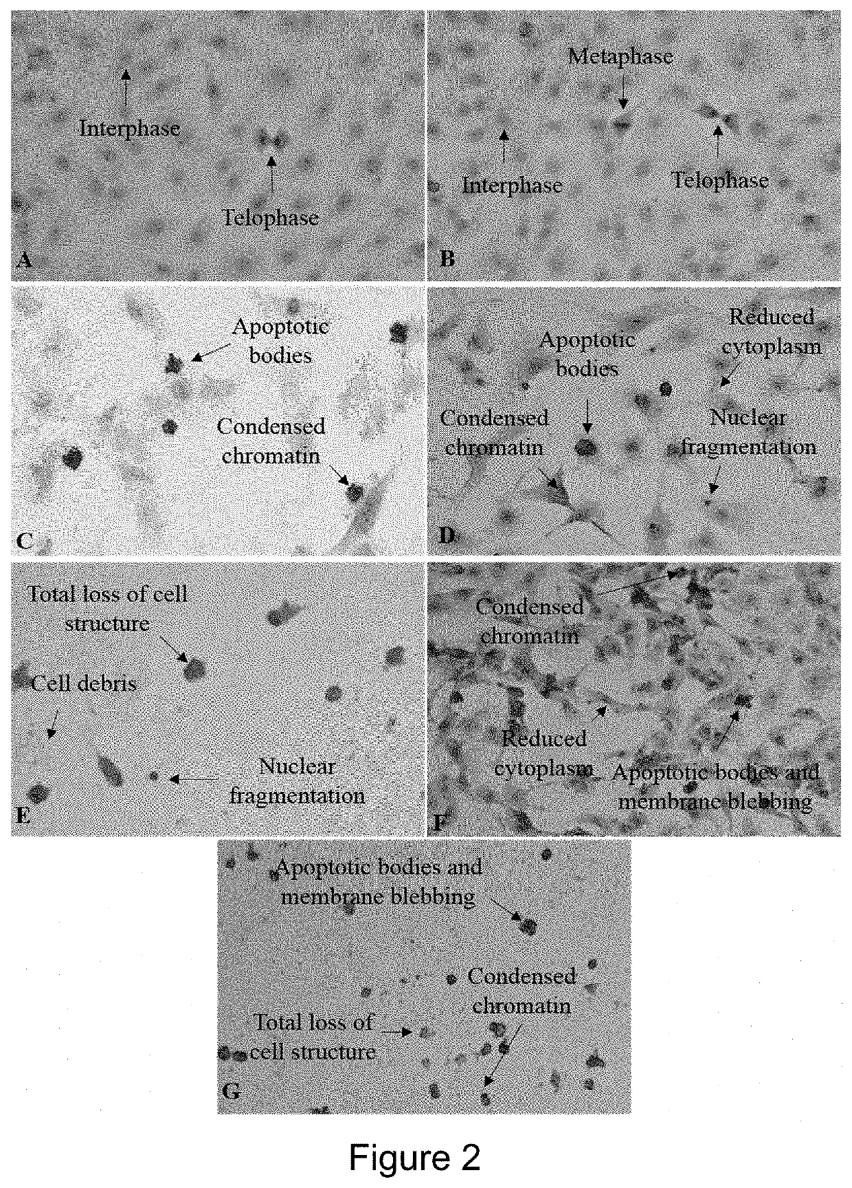 Anticancer Activity of Buddleja Saligna Compositions