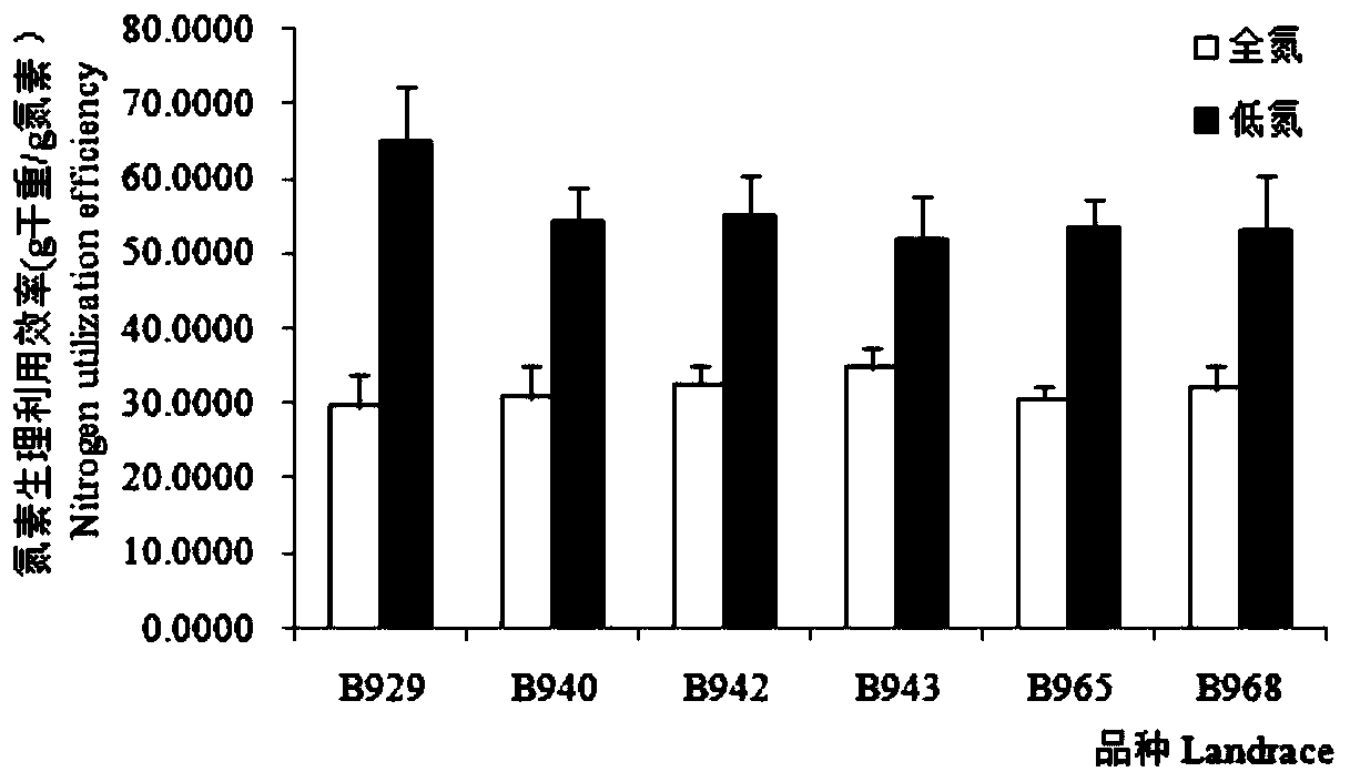 A screening method for low-nitrogen-tolerant barley